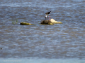 Cigüeñuela comun - Himantopus himantopus - Camallarga comú