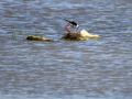 Cigüeñuela comun - Himantopus himantopus - Camallarga comú