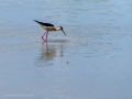 Cigüeñuela comun - Himantopus himantopus - Camallarga comú