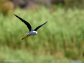 Cigüeñuela comun - Himantopus himantopus - Camallarga comú