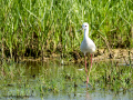 Cigüeñuela comun - Himantopus himantopus - Camallarga comú