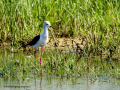 Cigüeñuela comun - Himantopus himantopus - Camallarga comú