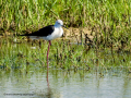 Cigüeñuela comun - Himantopus himantopus - Camallarga comú