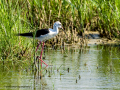 Cigüeñuela comun - Himantopus himantopus - Camallarga comú