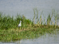 Cigüeñuela comun - Himantopus himantopus - Camallarga comú