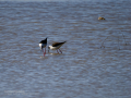 Cigüeñuela comun - Himantopus himantopus - Camallarga comú