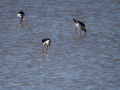 Cigüeñuela comun - Himantopus himantopus - Camallarga comú