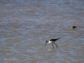 Cigüeñuela comun - Himantopus himantopus - Camallarga comú