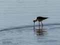 Cigüeñuela comun - Himantopus himantopus - Camallarga comú