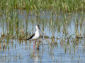 Cigüeñuela comun - Himantopus himantopus - Camallarga comú