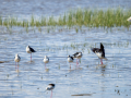 Cigüeñuela comun - Himantopus himantopus - Camallarga comú