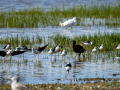 Cigüeñuela comun - Himantopus himantopus - Camallarga comú