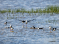Cigüeñuela comun - Himantopus himantopus - Camallarga comú