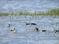 Cigüeñuela comun - Himantopus himantopus - Camallarga comú