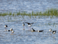 Cigüeñuela comun - Himantopus himantopus - Camallarga comú