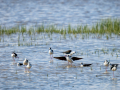 Cigüeñuela comun - Himantopus himantopus - Camallarga comú