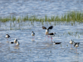 Cigüeñuela comun - Himantopus himantopus - Camallarga comú