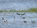 Cigüeñuela comun - Himantopus himantopus - Camallarga comú