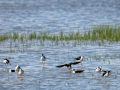 Cigüeñuela comun - Himantopus himantopus - Camallarga comú