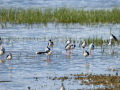 Cigüeñuela comun - Himantopus himantopus - Camallarga comú