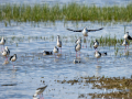 Cigüeñuela comun - Himantopus himantopus - Camallarga comú
