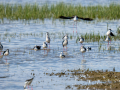Cigüeñuela comun - Himantopus himantopus - Camallarga comú