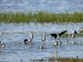 Cigüeñuela comun - Himantopus himantopus - Camallarga comú