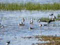 Cigüeñuela comun - Himantopus himantopus - Camallarga comú