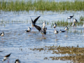 Cigüeñuela comun - Himantopus himantopus - Camallarga comú