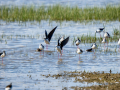Cigüeñuela comun - Himantopus himantopus - Camallarga comú