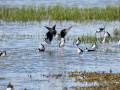 Cigüeñuela comun - Himantopus himantopus - Camallarga comú