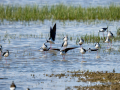 Cigüeñuela comun - Himantopus himantopus - Camallarga comú