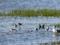 Cigüeñuela comun - Himantopus himantopus - Camallarga comú