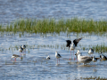 Cigüeñuela comun - Himantopus himantopus - Camallarga comú