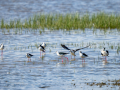 Cigüeñuela comun - Himantopus himantopus - Camallarga comú