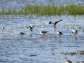 Cigüeñuela comun - Himantopus himantopus - Camallarga comú