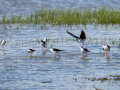 Cigüeñuela comun - Himantopus himantopus - Camallarga comú