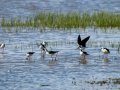 Cigüeñuela comun - Himantopus himantopus - Camallarga comú