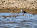 Cigüeñuela comun - Himantopus himantopus - Camallarga comú