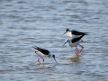 Cigüeñuela comun - Himantopus himantopus - Camallarga comú