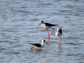 Cigüeñuela comun - Himantopus himantopus - Camallarga comú