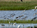 Cigüeñuela comun - Himantopus himantopus - Camallarga comú