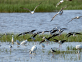 Cigüeñuela comun - Himantopus himantopus - Camallarga comú