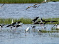 Cigüeñuela comun - Himantopus himantopus - Camallarga comú
