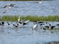 Cigüeñuela comun - Himantopus himantopus - Camallarga comú