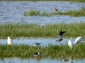 Cigüeñuela comun - Himantopus himantopus - Camallarga comú