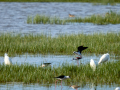 Cigüeñuela comun - Himantopus himantopus - Camallarga comú