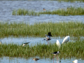 Cigüeñuela comun - Himantopus himantopus - Camallarga comú