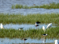 Cigüeñuela comun - Himantopus himantopus - Camallarga comú