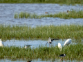 Cigüeñuela comun - Himantopus himantopus - Camallarga comú